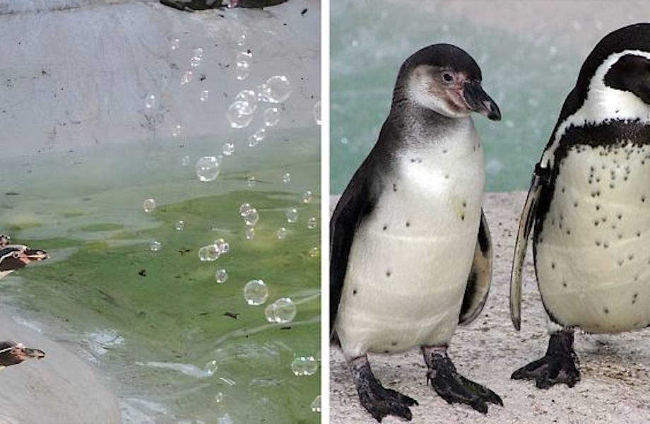 Кто-то подарил машину для мыльных пузырей пингвинам в зоопарке, животные в восторге