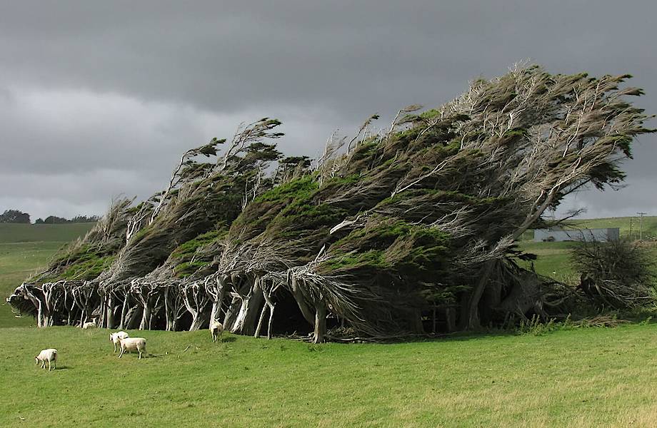 Кривая роща в Новой Зеландии, которая давно стала самой странной группой деревьев