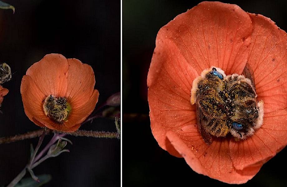 Пчелки уснули в саду: 10 снимков о том, как проводят ночь свободолюбивые насекомые