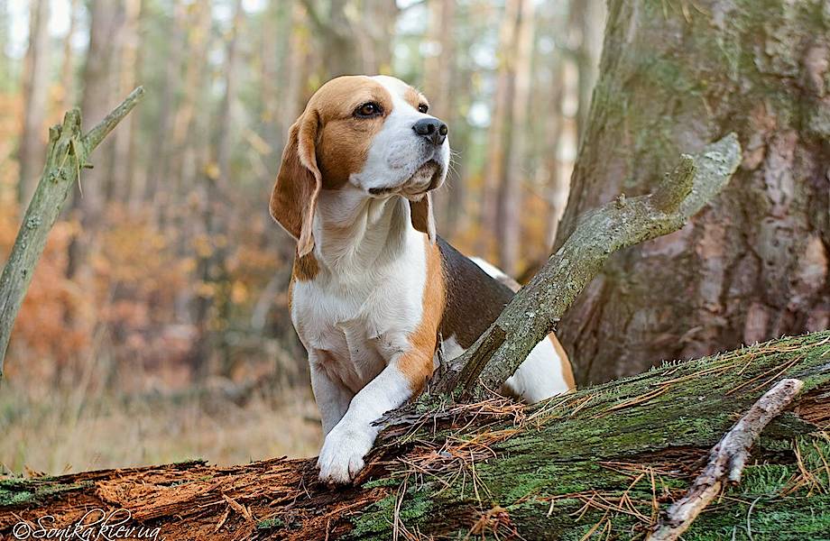Собаки могут ориентироваться на местности без обоняния: что они для этого используют  