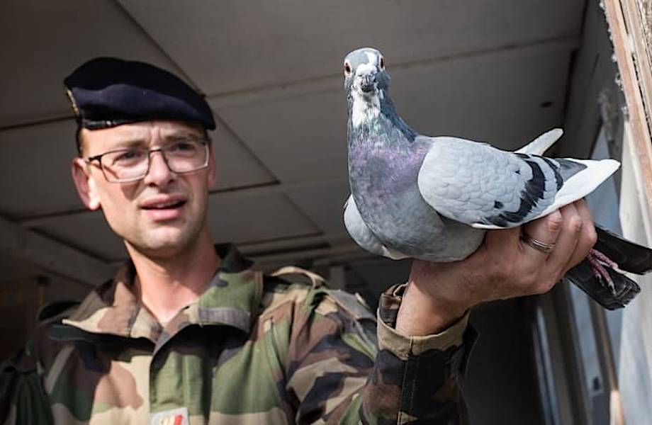 Во французской армии до сих пор служат почтовые голуби