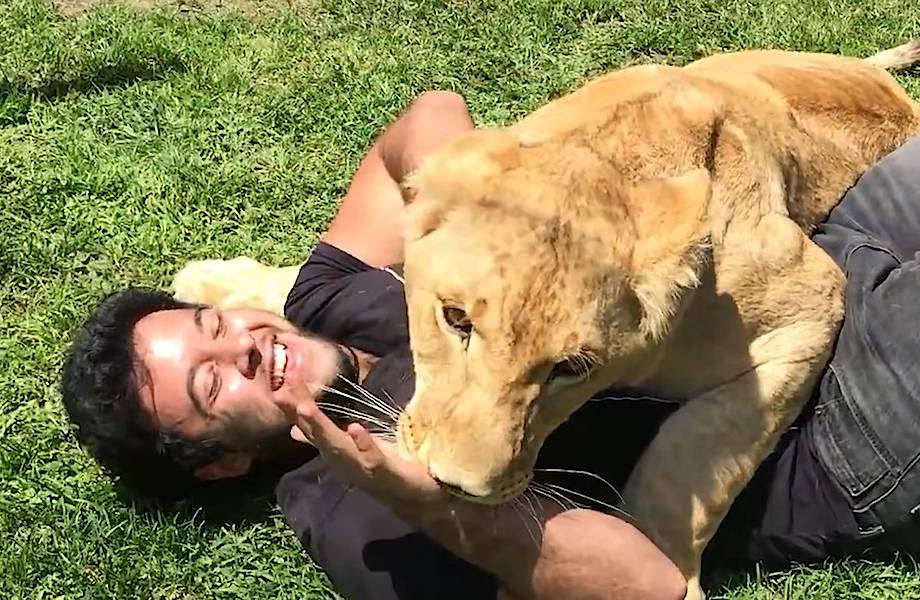 Видео: Лев увидел хозяина спустя четыре года разлуки