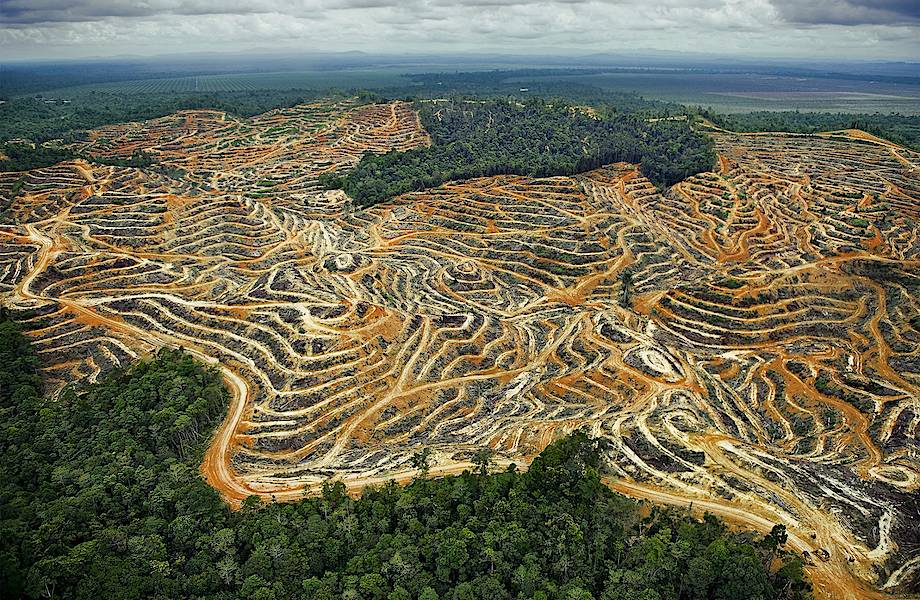 Что происходит с теми регионами Африки, где вырубили тропический лес
