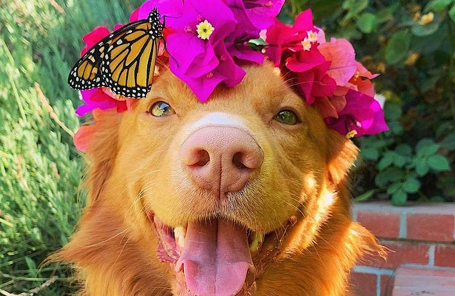 20 очаровательных фото пса по кличке Майло, лучшие друзья которого — бабочки