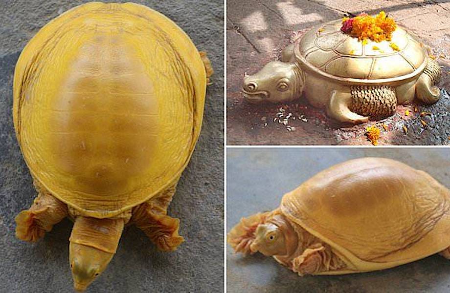 В Непале обнаружили уникальную золотую черепаху