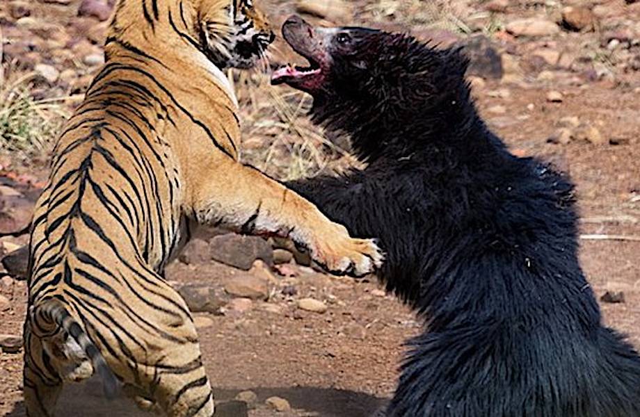 Видео: Тигр наблюдал за медведем из засады, но все же решил напасть и был не прав
