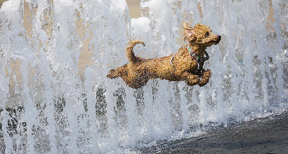Фото дня: собака купается в фонтане