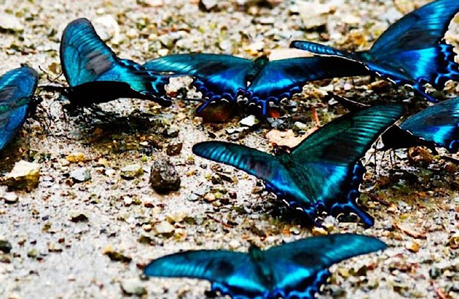 Парень в одиночку воссоздал популяцию вымирающих бабочек на заднем дворе своего дома