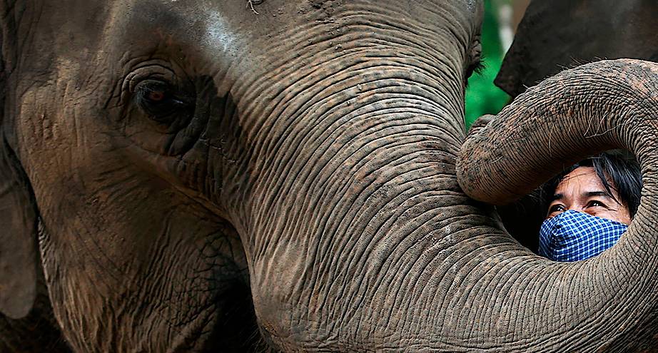 Фото дня: слон в зоопарке Хошимина скучает по посетителям
