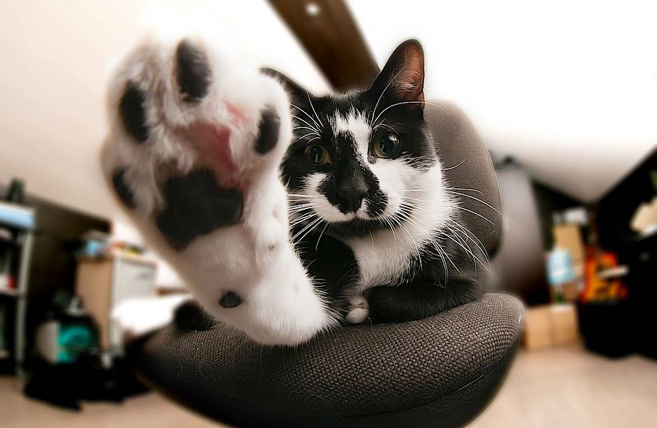 В американском приюте для кошек питомцев учат трюку, который помогает найти им дом В американском приюте для кошек питомцев учат трюку, который помогает найти им дом