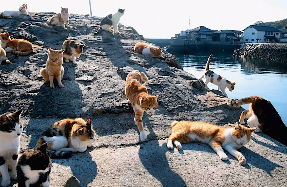 170 лет назад с корабля на остров сошли кошки, и сейчас, кроме них, здесь никого нет