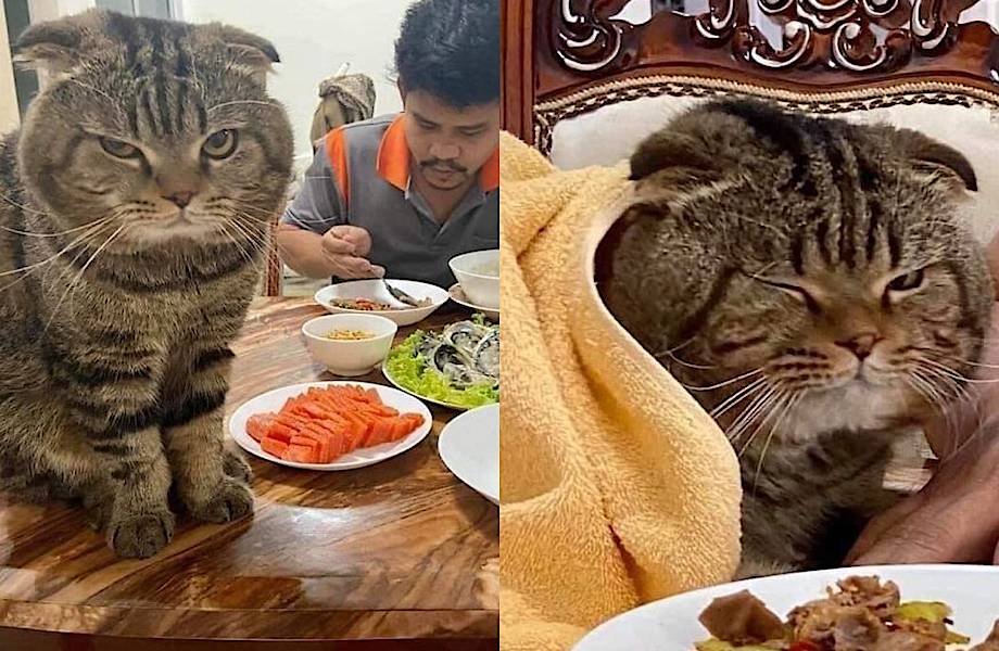История о ревнивом коте, который стал звездой интернета