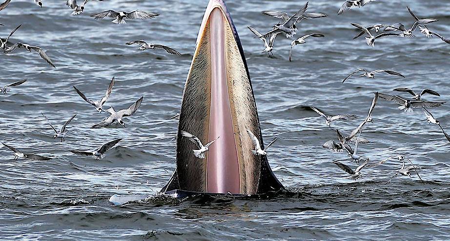 Фото дня: кит во время охоты