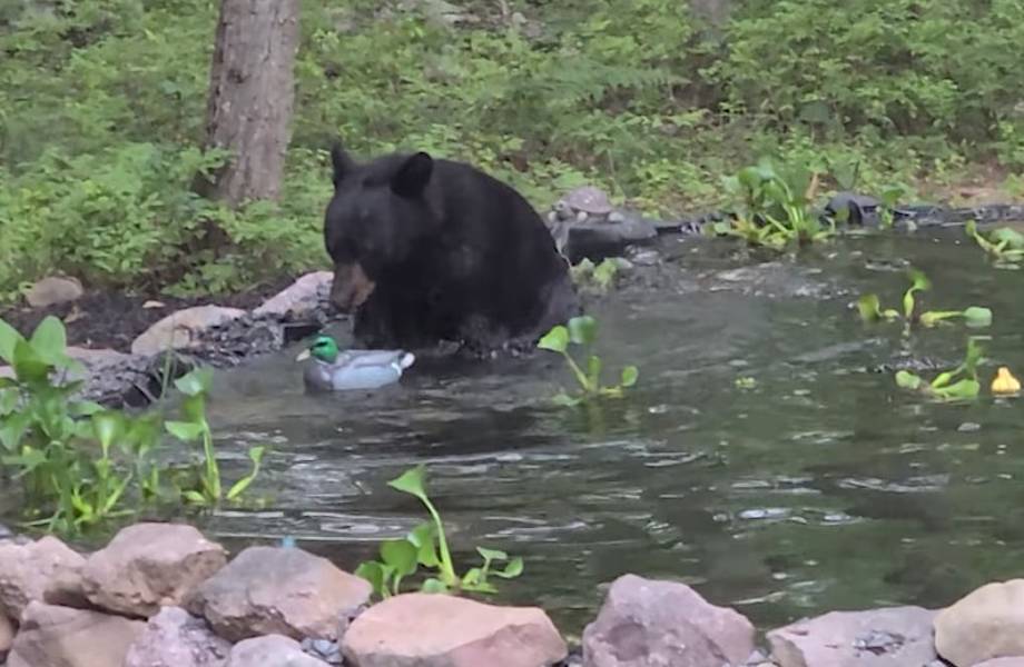 Мужчина снял на видео, как медведь купается в его пруду и охотится на резиновую уточку