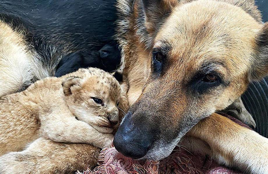 В Приморье немецкая овчарка стала матерью для двух брошенных львят