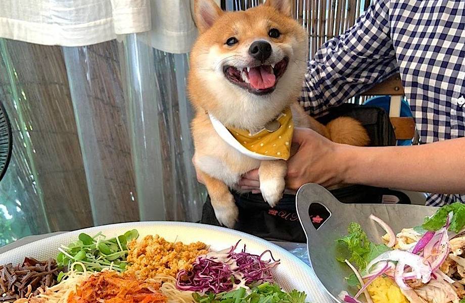 Собака из Японии стала новой звездой интернета, потому что безумно радуется еде