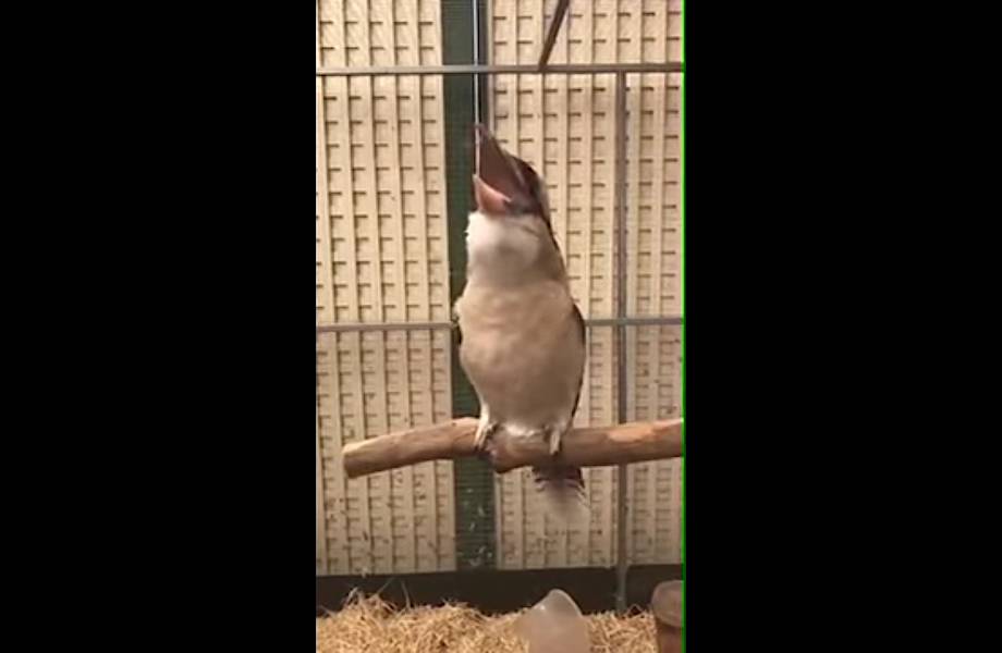 Видео: Кукабарра —  харизматичная птица, пение которой напугает кого угодно