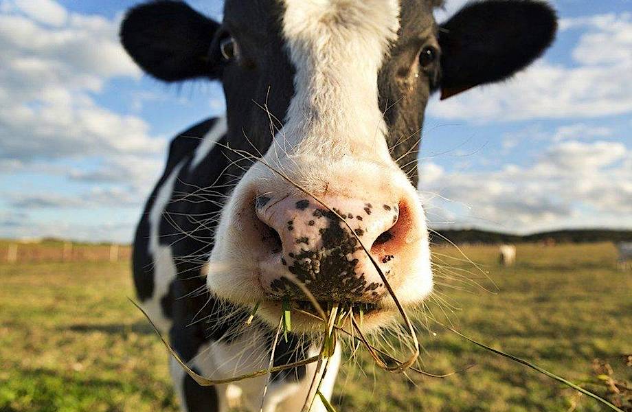Как генная модификация коров поможет в борьбе с глобальным потеплением