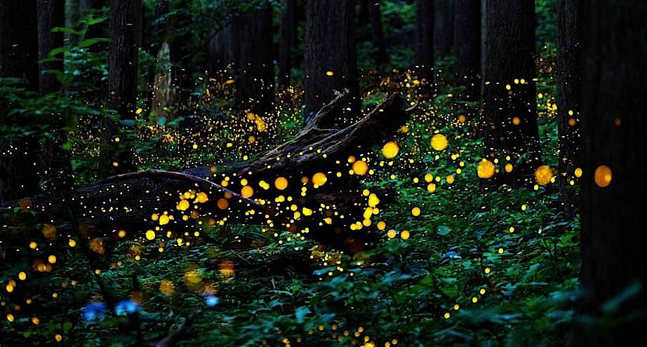 Фото дня: светлячки в горных районах Японии