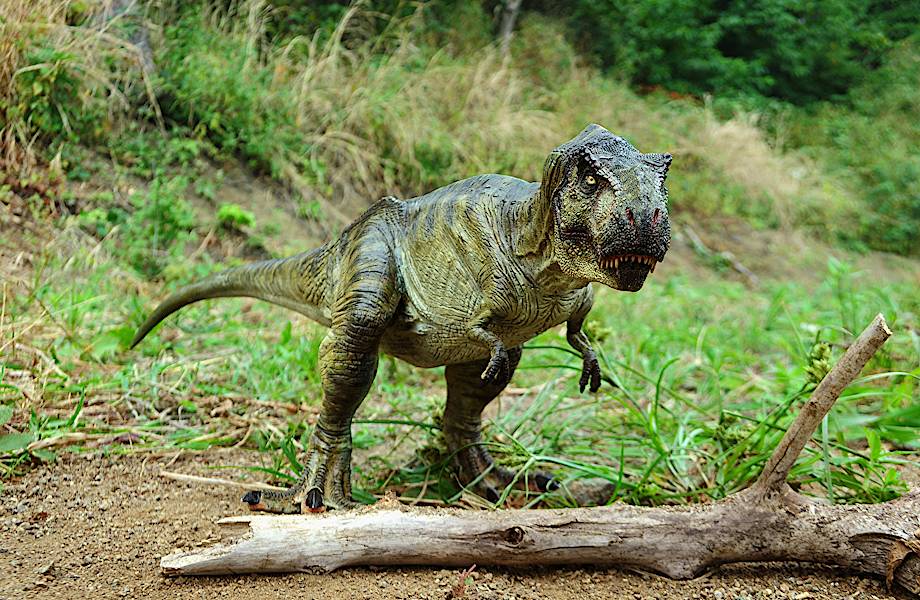  Тираннозавр ищет хозяина: редкий экспонат намерены продать на аукционе