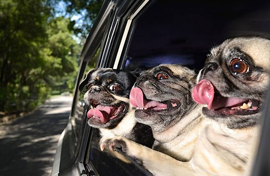 17 фото, доказывающих, что собака в машине способна поднять всем настроение