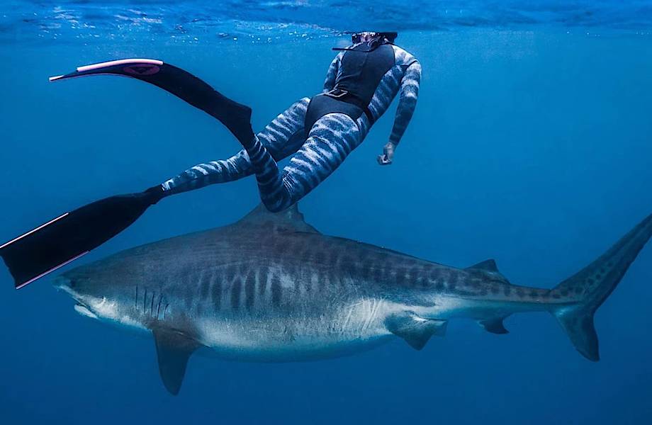 Большие Акулы В Мире Фото