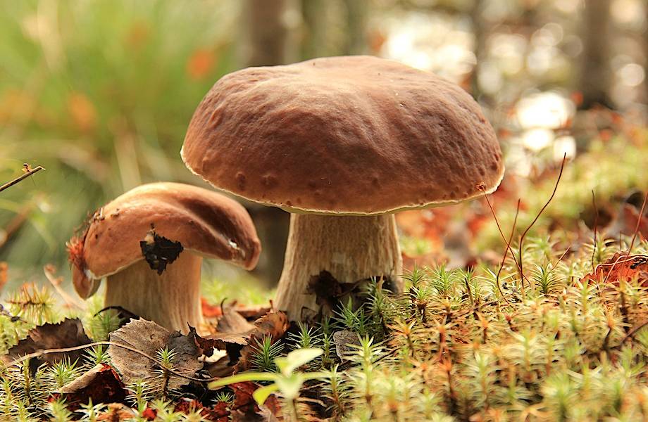 Экокожа из грибов: как финны подхватили научную идею австрийцев и развили ее