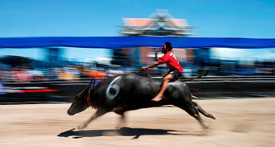 Фото дня: таец пытается удержаться верхом на буйволе во время ежегодных соревнований