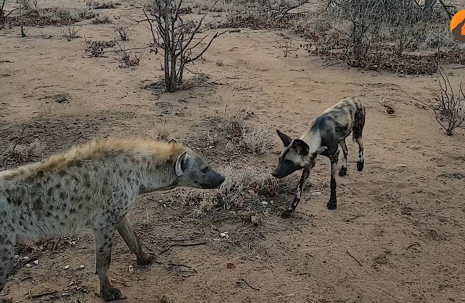 Видео: Дикие собаки и гиены подружились после драки