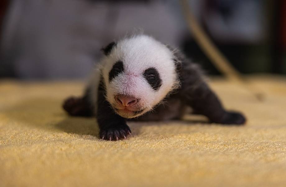 Зоопарк показал очаровательную панду, которой исполнился месяц