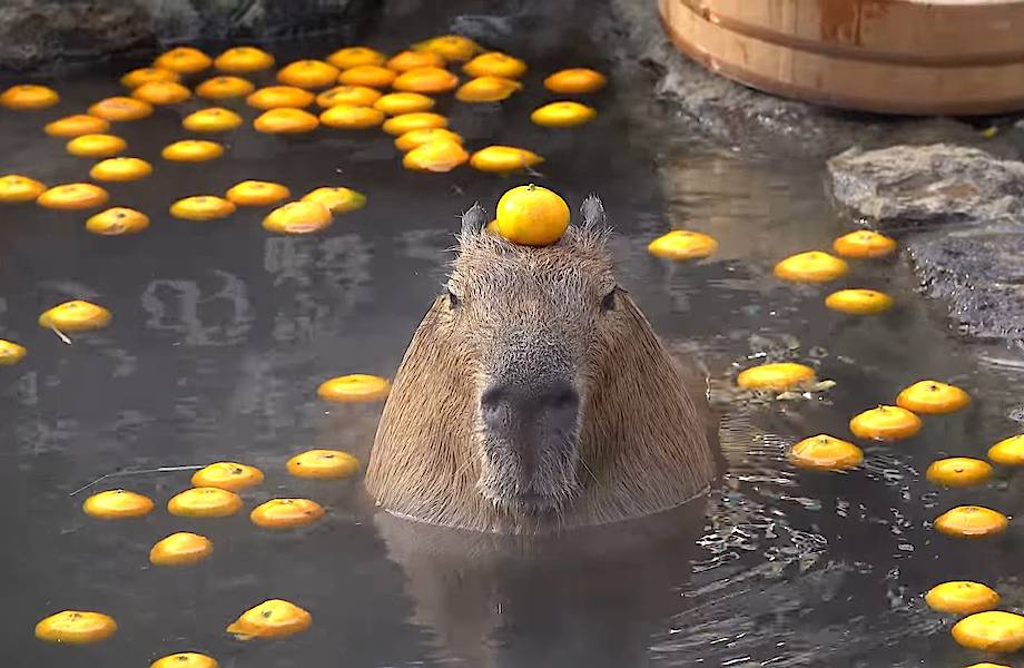 Видео: Капибары недовольно плавают в бассейне с мандаринами 