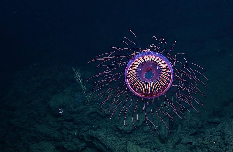 Видео: Взрыв фейерверка — гипнотизирующе красивая медуза Halitrephes maasi