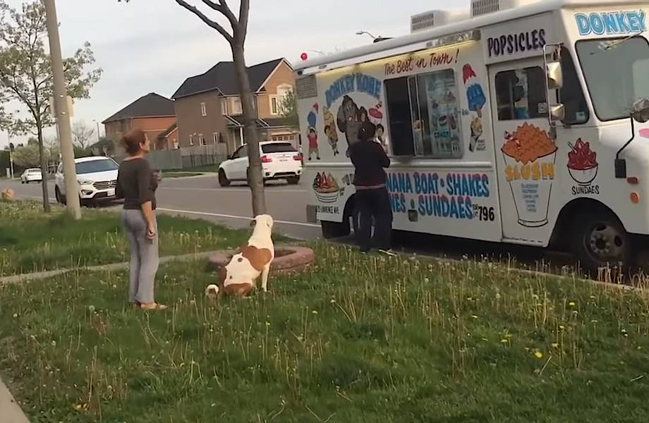 Видео: Питбуль стоит в очереди за мороженым 