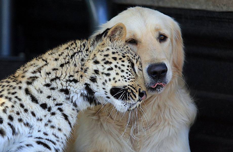 10 примеров необычной дружбы животных