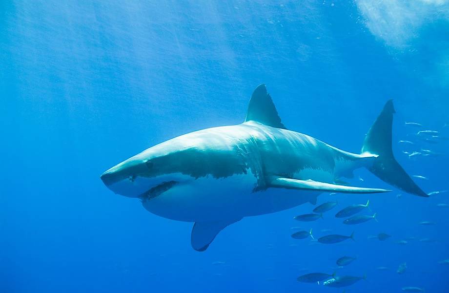 Полмиллиона акул нужно человечеству для борьбы с COVID-19