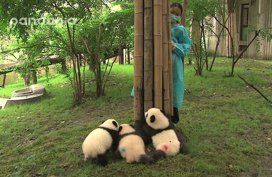Видео: Смотритель играет в прятки с пандами