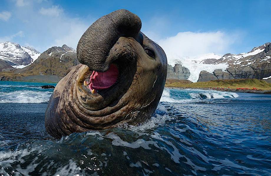 Морской слон прогулялся по чилийскому городу и прополз десять кварталов
