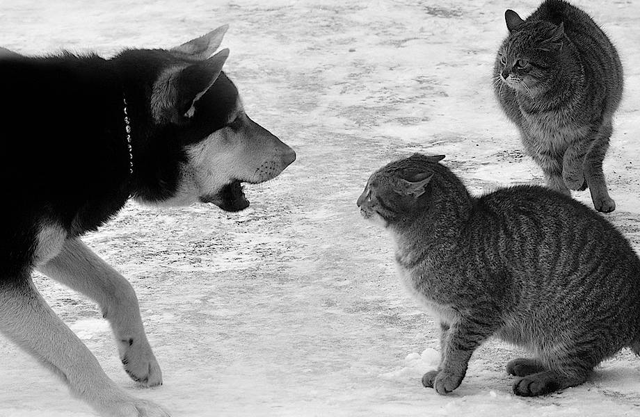 Почему кошки и собаки не ладят между собой