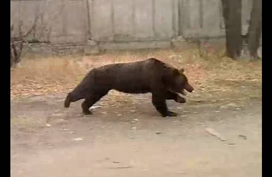 Видео: Почему бесполезно пытаться убежать от медведя
