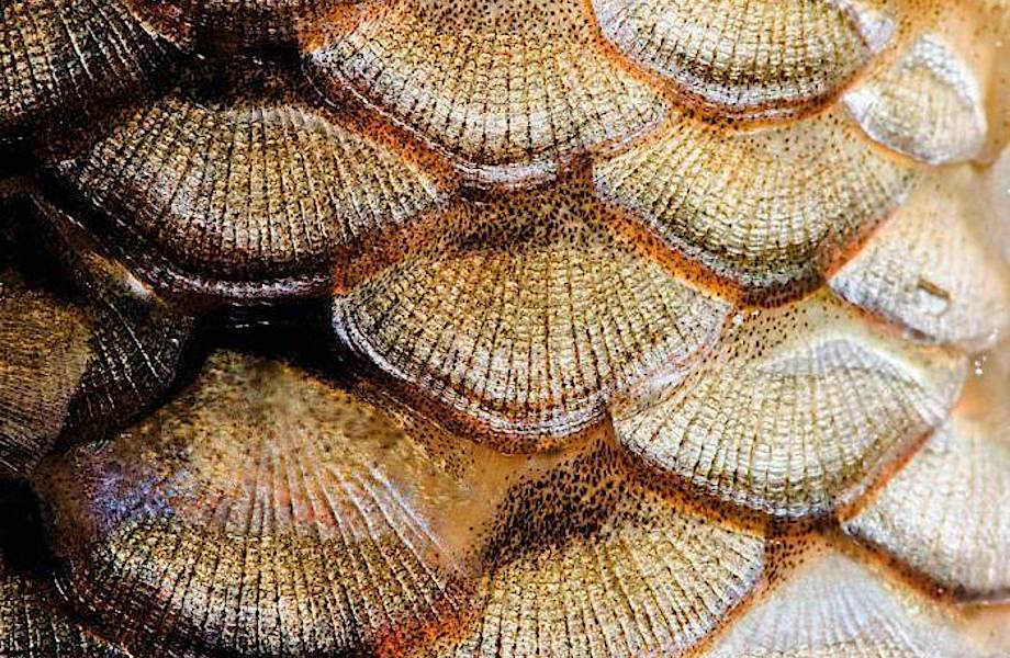 Чешуя Рыбы Фото