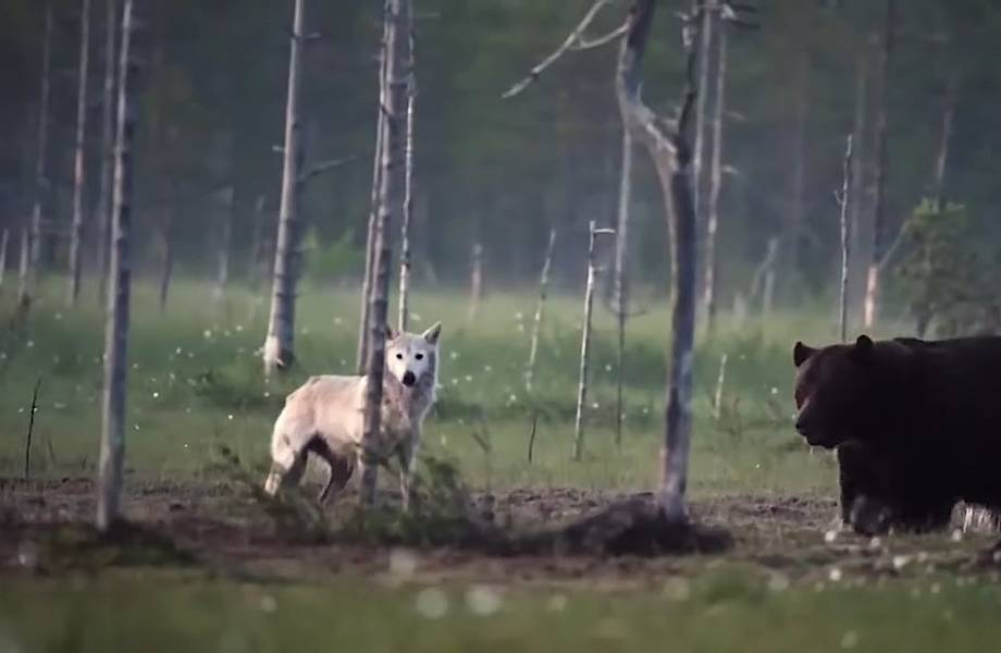 Видео: Волк защитил от собратьев друга-медведя 