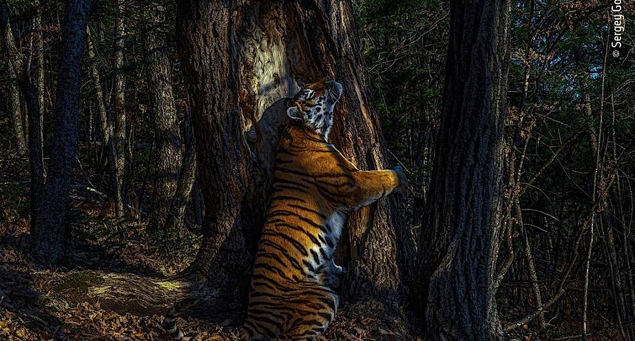 Фото дня: тигр, обнимающий ель