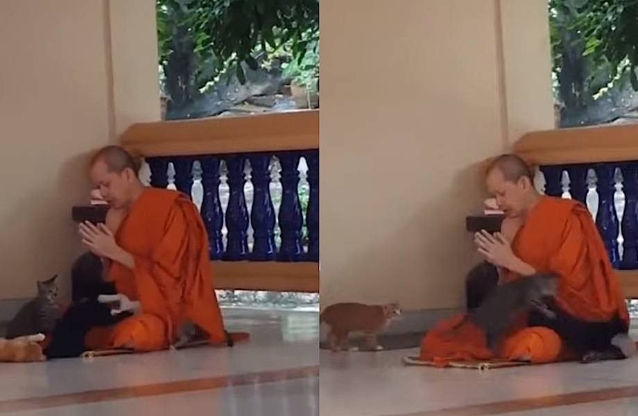 Видео: Монах пытается сконцентрироваться на молитве, когда рядом с ним играют котята