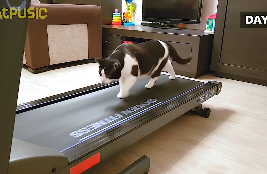 Видео: Чтобы быть в хорошей форме, кот занимается на тренажере