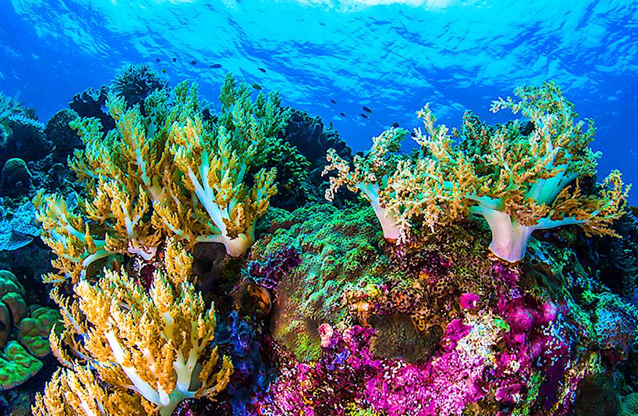 Ученые нашли коралловый риф высотой с небоскреб