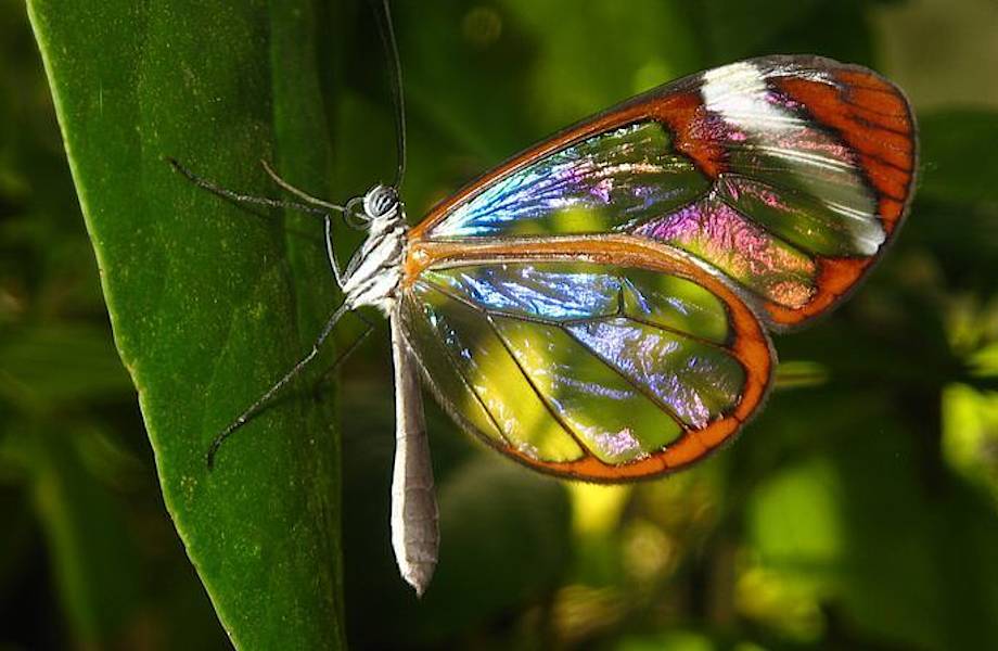 Крикуны и невидимки: самые удивительные бабочки-домашние питомцы 