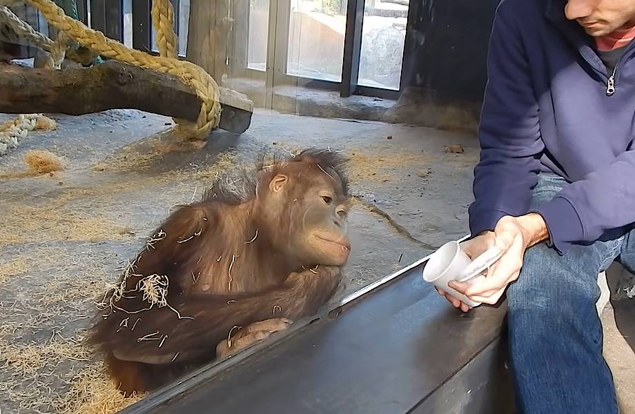 Видео: Впечатленная фокусом обезьяна падает на спину
