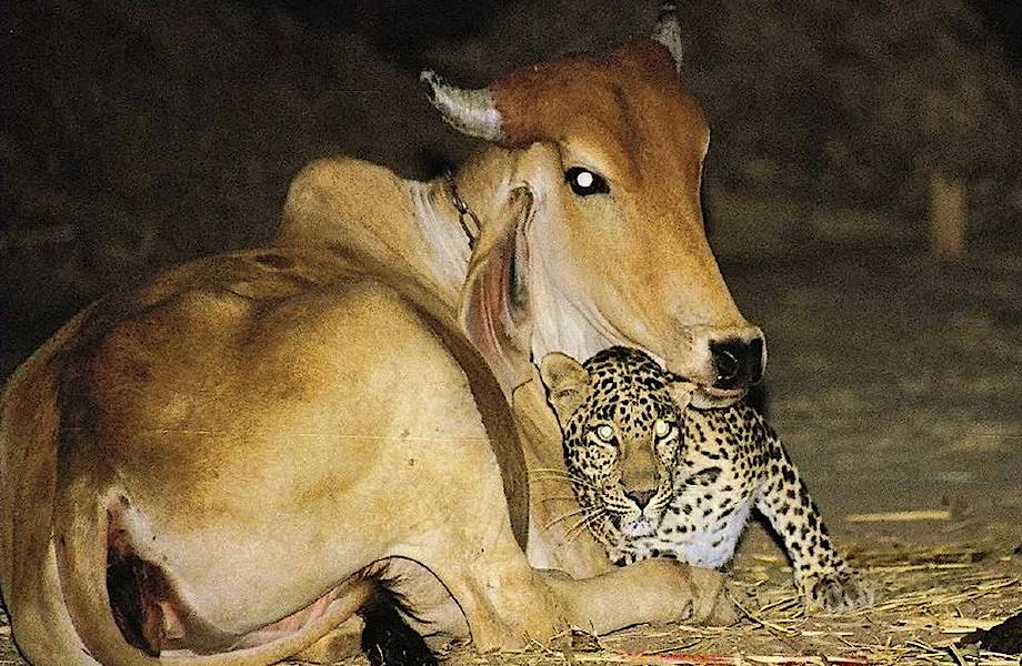 Видео: Леопард по ночам посещал одну и ту же корову — история необычной дружбы