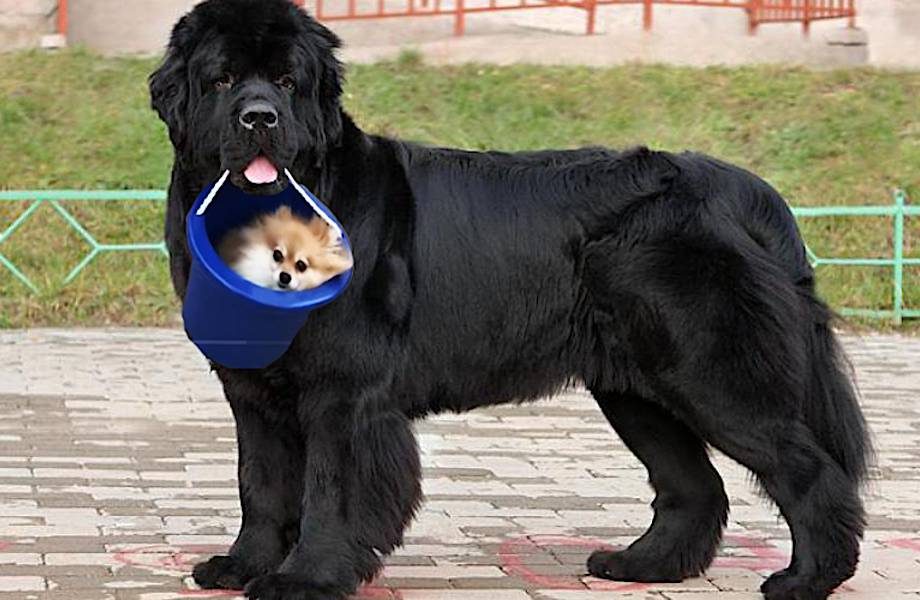 Чау-чау китайская порода. Видео больших собак. Тибетский мастиф и волкодав. Видео больших собак. Дог джордж ростом 2.