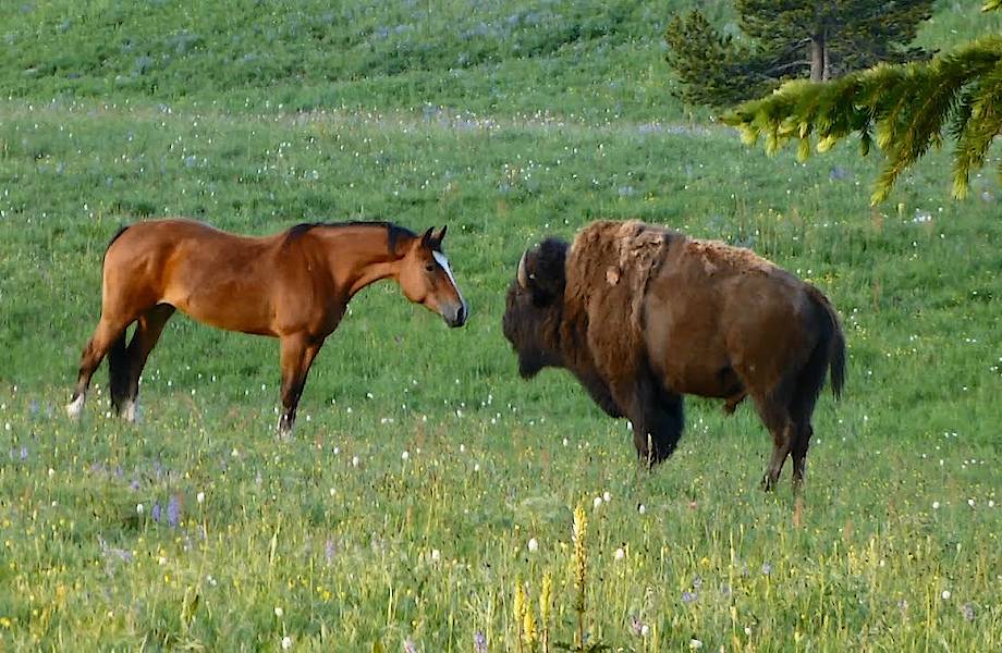 Видео: Бизон впервые в жизни повстречал лошадей